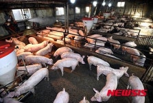 철벽 방어 위해 구제역 방역