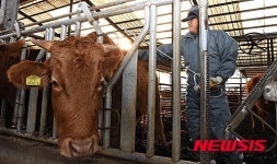 구제역 예방주사 놓는 한 농민