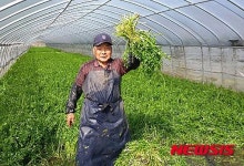 창녕 화왕산 청정 미나리 수확