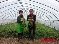 고령군 덕곡 참샘미나리 본격 출하