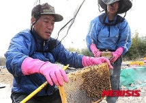 본격 영농 준비하는 양봉농가