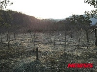 성남공무원, 농사짓겠다 대부한 도유지에 조경수만