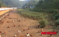 단양 동물복지 농장 달걀 소비자 입맛 꽉