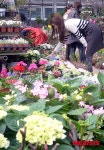 봄내음 가득한 꽃 시장