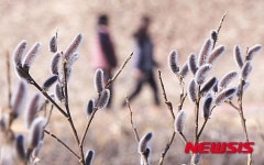 봄기운 머금은 버들강아지