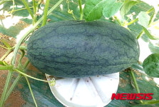 고창군, 소비자 구매욕구에 맞춘 작은 수박 생산