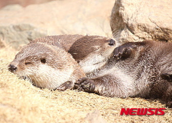 귀염둥이 수달들 꿀맛같은 낮잠