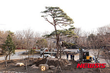 산청, 선돌재 소공원에 수령 100년 소나무 이식 눈길