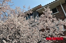 광양제철소 주택단지 벚꽃