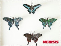 울산 문화쉼터 몽돌서 강인석 나비야 놀자展