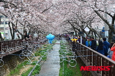 상춘객(賞春客)들의 봄 나들이… 경남 진해 여좌천