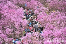 산둥성의 진달래