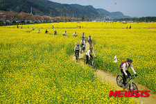 삼척시 제15회 삼척 맹방 유채꽃 축제 개최