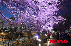 장안동 벚꽃길, 조명 받아 더 아름답게~