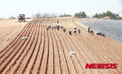 드넓은 고구마 밭