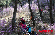 괴산산막이옛길 진달래꽃 만발