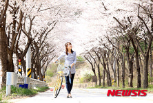 진안고원 벚꽃 만개…마이산·데미샘 벚꽃길