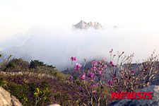 북한산 운해와 진달래