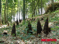 거제 맹종죽순
