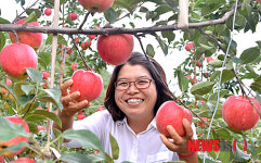 정선군, 서울 농협하나로마트서 정선사과 특판행사