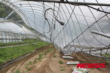 강풍피해 시설재배단지 복구 막막