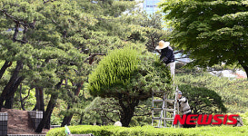 신록이 가득한 계절, 가지치기 한창