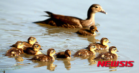 원앙, 어미 따라 졸졸졸