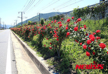 밀양 시도 11호선 만개한 장미꽃 눈길