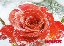 Photo & Art 회원전 “빛 그리고 색의 울림-Ice flowers 01