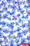 Photo & Art 회원전 “빛 그리고 색의 울림-Flower 04