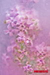 Photo & Art 회원전 “빛 그리고 색의 울림-Dream flower 2-1