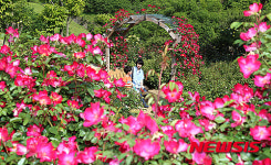 산청 장미농원, 25일부터 장미축제 개최