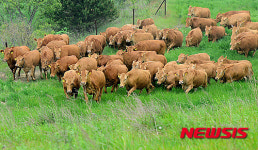 초원이 좋아!, 신난 한우들