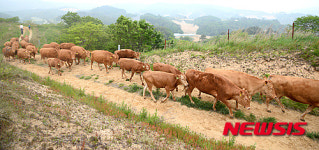 한우 행렬