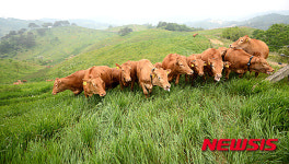 푸르른 초원 위의 한우