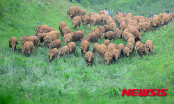 초원 속 대관령 한우