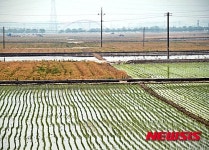 김제 만경 평야 전경