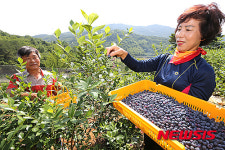 지리산 산청 블루베리 수확 한창