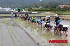 고성 모내기체험