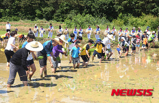범서초등학교 모내기 체험행사