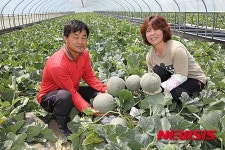 합천 쌍책 꿀 멜론 첫 출하