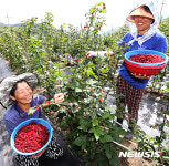 지리산 산딸기 수확 한창