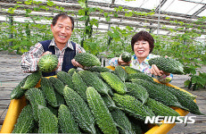 웰빙 식품 여주 첫 수확