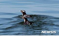 여수 백도 해상서 관찰된 뿔쇠오리