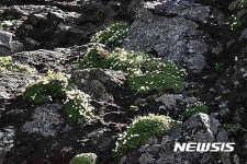 제주 한라산 돌매화 나무 자생지