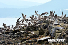 놀란 갈매기떼
