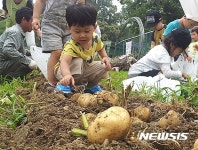 옥천 안내면 옥수수와 감자의 만남 축제 개최