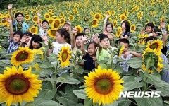 양평 초천마을 29일 해바라기 축제
