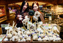 작은 호박만한 대형 마늘 맛보세요