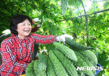 비타민C 풍부한 여주 수확해요